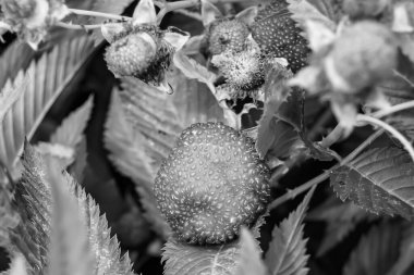 Güzel böğürtlen dalları doğal yapraklı Japon çileği, Japon çileği çalıları kırsal alanda Japon çileği dalları bahçedeki Japon çileği çalıları.