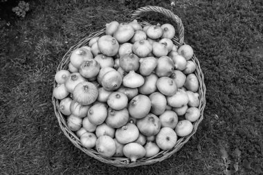 Tema üzerine fotoğraf: Napiform derili güzel soğan bitkisi, kırsal alanda soğan bitkisi, soğan sebzesi, çiftçinin büyük tarlasından topladığı bitki.