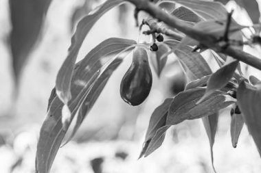 Photography to theme beautiful grow berry dogwood on background summer leaves, photo consisting of composition dessert bright berry dogwood, vivid berry dogwood it healthy diet for exquisite gourmet