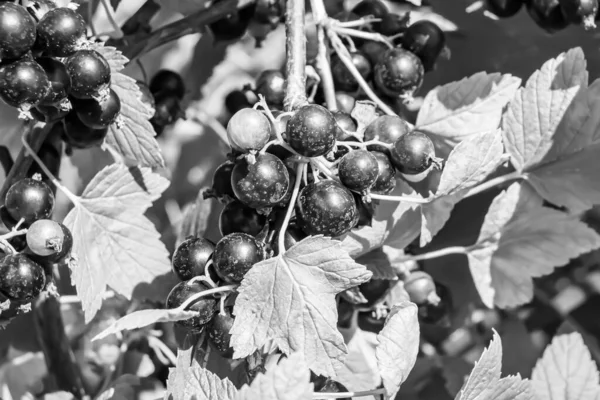 美丽的浆果枝黑色醋栗灌木 蓝天下有天然叶子 照片由户外的浆果枝黑色醋栗灌木 花园的花卉浆果枝黑色醋栗灌木组成 — 图库照片