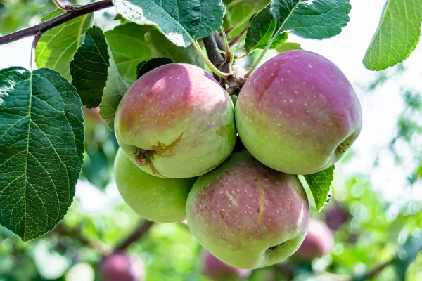 stock image Photography on theme beautiful fruit branch apple tree with natural leaves under clean sky, photo consisting of fruit branch apple tree outdoors in rural, floral fruit branch apple tree in big garden