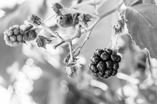 美丽的浆果枝黑莓灌木与自然叶在清澈的天空下 由户外的浆果枝黑莓灌木 植物浆果枝黑莓灌木组成的照片 — 图库照片