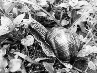 Islak yolda sürünen kabuklu büyük bahçe salyangozu çabuk eve gel, salyangoz Helix, vücudu korumak için sarmalanmış lezzetli yiyeceklerden oluşur, balçık kabuklu doğal hayvan salyangozu, besleyici krema yapar.