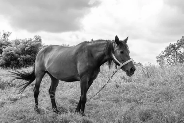 Красивая Дикая Коричневая Лошадь Жеребец Летнем Цветочном Лугу Лошадь Ест — стоковое фото