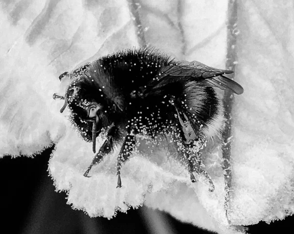 Skrzydlaty Pszczoła Powoli Lecę Roślina Zbieram Nektar Dla Miód Prywatny — Zdjęcie stockowe