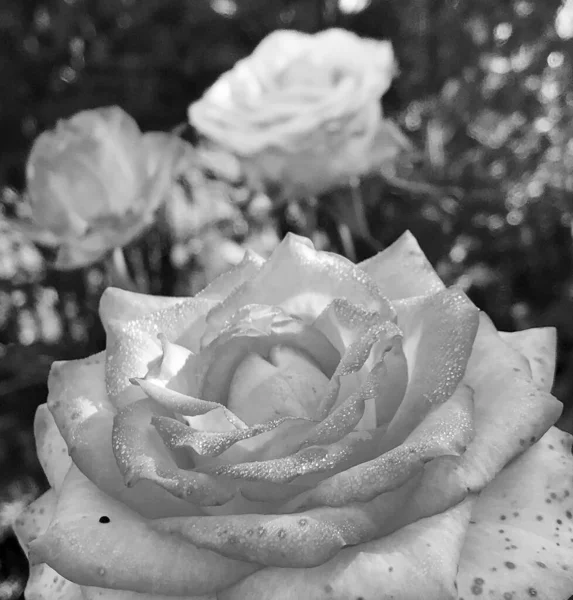 Csokor Vadvirágok Szúrós Rózsa Virágzik Kertben Természetes Levelek Csokor Vadvirágok — Stock Fotó