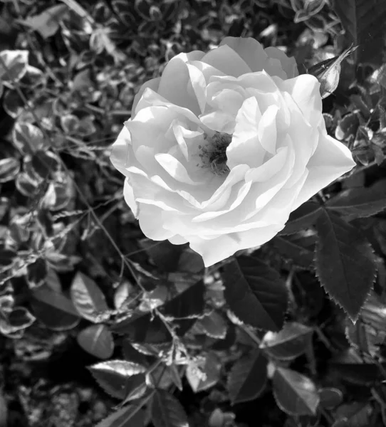 Csokor Vadvirágok Szúrós Rózsa Virágzik Kertben Természetes Levelek Csokor Vadvirágok — Stock Fotó