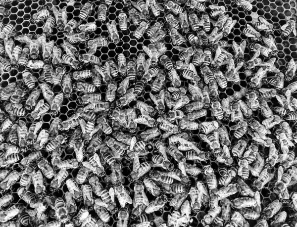 Αφηρημένη Εξάγωνη Δομή Είναι Κηρήθρα Από Κυψέλη Μέλισσα Γεμάτη Χρυσό — Φωτογραφία Αρχείου