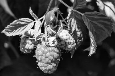 Tema üzerine fotoğraf: Doğal yapraklı güzel böğürtlen dalları, kırsal alanda böğürtlen dalları, büyük bahçedeki çiçekli böğürtlen dalları.