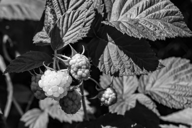 Tema üzerine fotoğraf: Doğal yapraklı güzel böğürtlen dalları, kırsal alanda böğürtlen dalları, büyük bahçedeki çiçekli böğürtlen dalları.