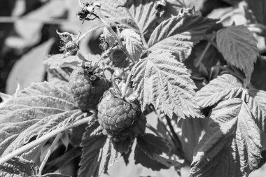 Tema üzerine fotoğraf: Doğal yapraklı güzel böğürtlen dalları, kırsal alanda böğürtlen dalları, büyük bahçedeki çiçekli böğürtlen dalları.