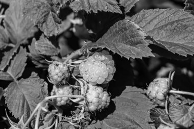 Tema üzerine fotoğraf: Doğal yapraklı güzel böğürtlen dalları, kırsal alanda böğürtlen dalları, büyük bahçedeki çiçekli böğürtlen dalları.