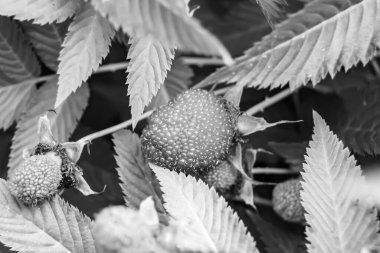 Güzel böğürtlen dalları doğal yapraklı Japon çileği, Japon çileği çalıları kırsal alanda Japon çileği dalları bahçedeki Japon çileği çalıları.