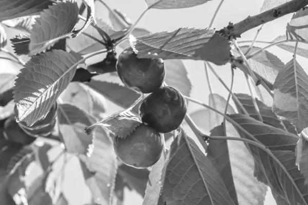 Tema üzerine fotoğraf temiz gökyüzünün altında doğal yaprakları olan güzel meyve dalı kiraz ağacı kırsal alanda meyve dalı kiraz ağacı, bahçedeki çiçek dalı kiraz ağacı fotoğrafı