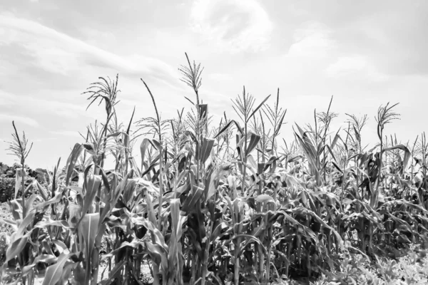 stock image Photography to theme large beautiful harvest corn on maize field with natural leaves, photo consisting of big harvest long corn to maize field, many gaunt harvest corn at maize field, rural outdoor