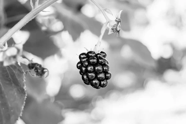 Photography Theme Beautiful Berry Branch Blackberry Bush Natural Leaves Clean — Stock Photo, Image