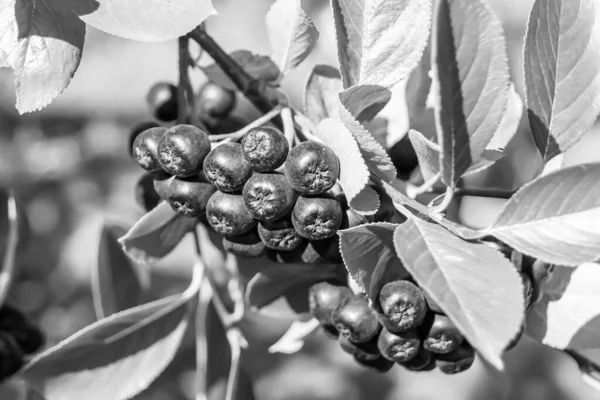 Tema üzerine fotoğraf: Güzel böğürtlen dalları Aronia çalılığı, temiz gökyüzünün altında doğal yapraklar, Aronia çalılığı kırsal alanda kırsalda, çiçeklerle süslenmiş Aronia çalılığı.