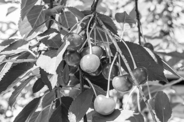 Tema üzerine fotoğraf temiz gökyüzünün altında doğal yaprakları olan güzel meyve dalı kiraz ağacı kırsal alanda meyve dalı kiraz ağacı, bahçedeki çiçek dalı kiraz ağacı fotoğrafı