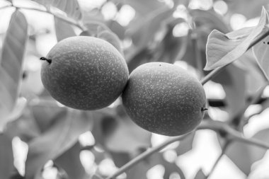 Tema üzerine fotoğraf temiz gökyüzünün altında doğal yaprakları olan fındık dallı ceviz ağacı, açık havada fındık ağacının fotoğrafı, büyük bahçede fındık dallı ceviz ağacı.