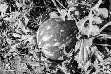 Tema üzerine fotoğraf yaprakların altında doğal cilt olan küçük meyve karpuzu, kırsal alanda lezzetli küçük meyve karpuzundan oluşan fotoğraf, doğa çiftliği bahçesinde küçük meyve karpuzu.