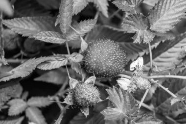 Güzel böğürtlen dalları doğal yapraklı Japon çileği, Japon çileği çalıları kırsal alanda Japon çileği dalları bahçedeki Japon çileği çalıları.