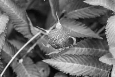 Güzel böğürtlen dalları doğal yapraklı Japon çileği, Japon çileği çalıları kırsal alanda Japon çileği dalları bahçedeki Japon çileği çalıları.