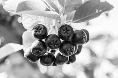 Tema üzerine fotoğraf: Güzel böğürtlen dalları Aronia çalılığı, temiz gökyüzünün altında doğal yapraklar, Aronia çalılığı kırsal alanda kırsalda, çiçeklerle süslenmiş Aronia çalılığı.