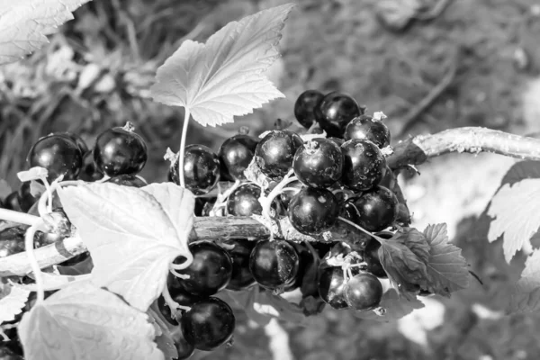 Bello Ramo Bacca Cespuglio Ribes Nero Con Foglie Naturali Sotto — Foto Stock