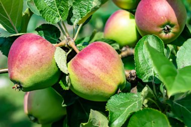 Tema üzerine fotoğraf: Temiz gökyüzü altında doğal yaprakları olan güzel meyve dalı elma ağacı, kırsal alanda meyve dalı elma ağacı, büyük bahçede çiçek dalı elma ağacı.