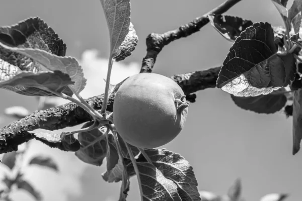 Φωτογραφία Θέμα Όμορφο Κλαδί Φρούτων Μηλιά Φυσικά Φύλλα Κάτω Από — Φωτογραφία Αρχείου