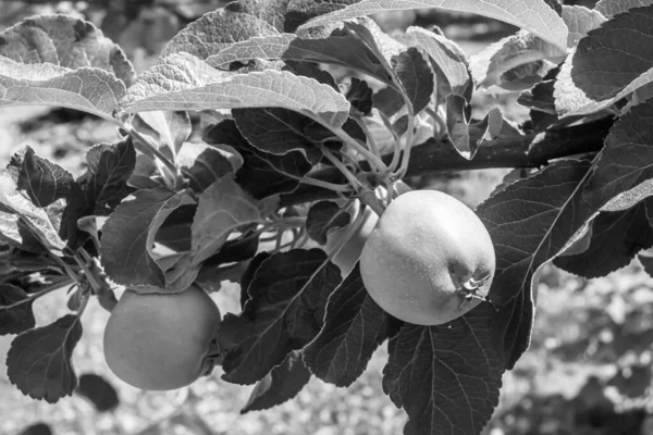 Fotografia Temat Pięknej Gałęzi Owocowej Jabłoń Naturalnych Liści Pod Czystym — Zdjęcie stockowe