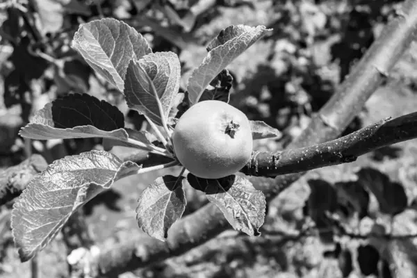 清澈的天空下 主题美丽的果树枝条苹果树 由户外果树枝条 花园花卉果树组成的照片 — 图库照片