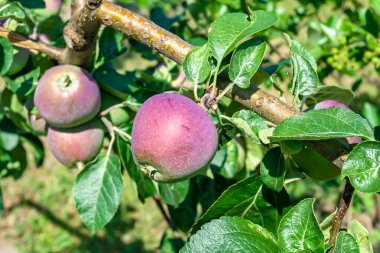 Tema üzerine fotoğraf: Temiz gökyüzü altında doğal yaprakları olan güzel meyve dalı elma ağacı, kırsal alanda meyve dalı elma ağacı, büyük bahçede çiçek dalı elma ağacı.