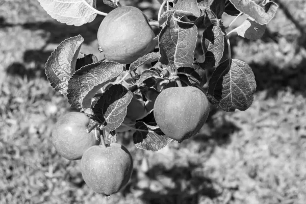 Fotografie Zum Thema Schöner Fruchtzweig Apfelbaum Mit Natürlichen Blättern Unter — Stockfoto