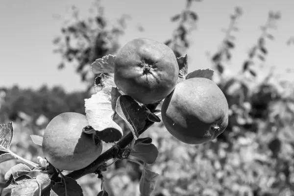 清澈的天空下 主题美丽的果树枝条苹果树 由户外果树枝条 花园花卉果树组成的照片 — 图库照片