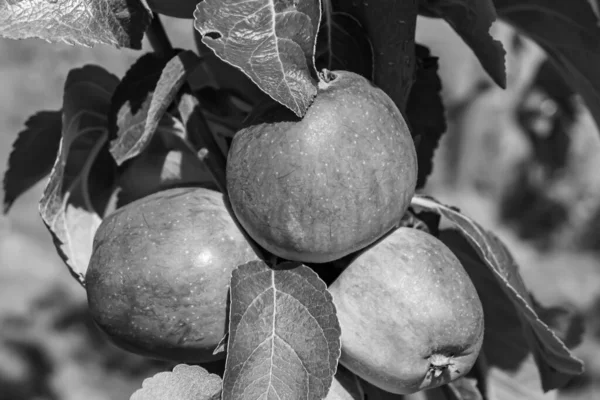 Fotografie Thema Mooie Fruittak Appelboom Met Natuurlijke Bladeren Onder Schone — Stockfoto