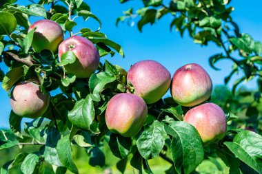 Tema üzerine fotoğraf: Temiz gökyüzü altında doğal yaprakları olan güzel meyve dalı elma ağacı, kırsal alanda meyve dalı elma ağacı, büyük bahçede çiçek dalı elma ağacı.