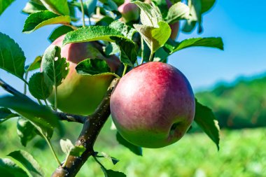 Tema üzerine fotoğraf: Temiz gökyüzü altında doğal yaprakları olan güzel meyve dalı elma ağacı, kırsal alanda meyve dalı elma ağacı, büyük bahçede çiçek dalı elma ağacı.