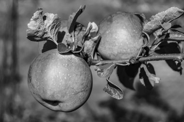 Tema üzerine fotoğraf: Temiz gökyüzü altında doğal yaprakları olan güzel meyve dalı elma ağacı, kırsal alanda meyve dalı elma ağacı, büyük bahçede çiçek dalı elma ağacı.