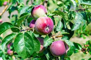 Tema üzerine fotoğraf: Temiz gökyüzü altında doğal yaprakları olan güzel meyve dalı elma ağacı, kırsal alanda meyve dalı elma ağacı, büyük bahçede çiçek dalı elma ağacı.