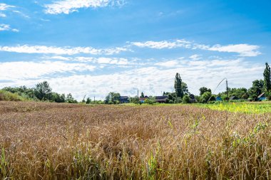 Organik hasat için büyük buğday tarlası temalı fotoğraf, gökyüzü arka planında hasat için büyük buğday tarlalarından oluşan fotoğraf, bu sonbahar mevsiminde hasat için buğday tarlası.