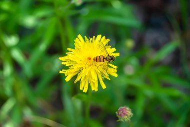 Arka planda yaban arısı kanatlı güzel bir arı, yabani çiçeklerden oluşan bir fotoğraf. Arı otlağa doğru yavaşça uçuyor bal için nektar topluyor, kır otlaklarında yabani bir çiçek arısı.
