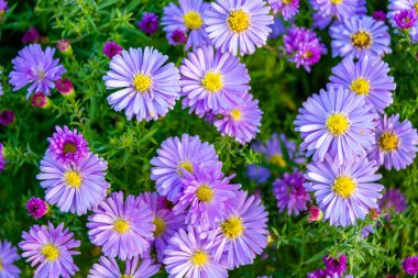 Güzel, yabani, büyüyen çiçek, arka planda sahte ayçiçeği, yabani çiçeklerden oluşan fotoğraf, sahte ayçiçeği, çimen çayırı, vahşi, büyüyen çiçek, sahte ayçiçeği çayırı.