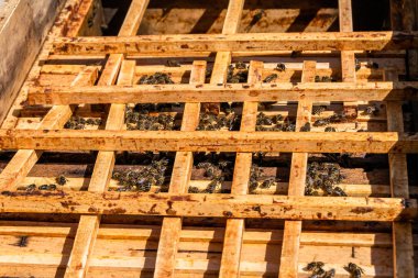 Kanatlı arı yavaşça uçar ve canlı çiçeklerden özel arı kovanına nektar toplar. Arı kovanından, arı kovanından, arı bacağındaki çiçek tozundan, arılara yakın planda arı kovanından oluşan arı kovanından.