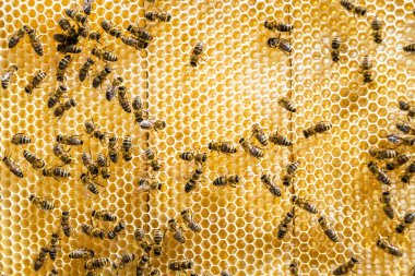 Arı kovanının soyut altıgen yapısı altın bal kovanından bal peteği, bal peteği yaz kompozisyonu arı köyünden vıcık vıcık bal, bal kırsalından kırsal arılara bal peteği