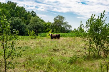 Tema üzerine fotoğraf: Büyük süt ineği mavi gökyüzünün altında yeşil çayırda otluyor. Uzun kuyruklu süt ineği, çayırda saman yiyor.