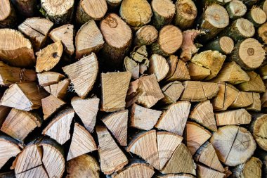 Temalı büyük bir meşe ağacı kütüğü duvarı, doğal arka planda eski meşe kütükleri, çeşitli çizgilerle dokulu geleneksel meşe ağacı kütükleri.