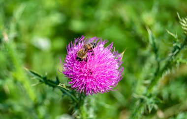 Arka planda yaban arısı kanatlı güzel bir arı, yabani çiçeklerden oluşan bir fotoğraf. Arı otlağa doğru yavaşça uçuyor bal için nektar topluyor, kır otlaklarında yabani bir çiçek arısı.