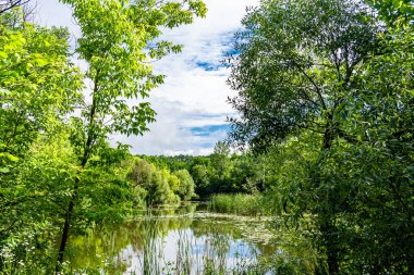 Kırsal kesimde yetişen güzel ot sazları renkli arka planda yetişiyor. Islak sularda vahşi ot bataklık kamışları, doğadan gelen uzun çimen kamışları.
