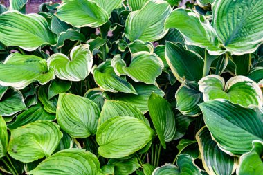 Tema: Akçaağaç yapraklarının yüzeye düşen sonbahar soyut arkaplanı, sabahları kırsal alanda ıslak sonbahar akçaağaç yapraklarının düşmesi, sonbahar akçaağaç yapraklarının farklı akçaağaç yapraklarının düşmesi.